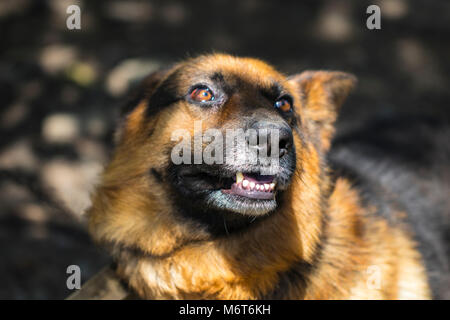 Barking su tutte le furie il cane pastore all'esterno. Il cane guarda aggressivo, pericolose e possono essere infettati dalla rabbia. Foto Stock