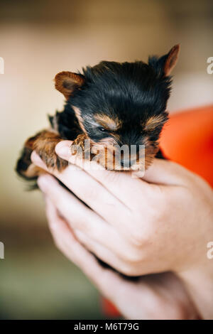 Ragazza con le mani piccole carino Yorkshire Terrier cucciolo di cane Foto Stock