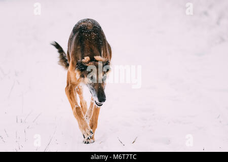 Caccia Sighthound Hortaya Borzaya cane durante la lepre-caccia al giorno d'inverno in campo nevoso. Foto Stock