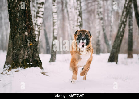 Pastore del Caucaso cane che corre all'aperto nel campo nevoso al giorno d'inverno. Cane sorridente. Foto Stock