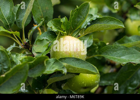 Mele Verdi nel giardino dopo la pioggia. Foto Stock