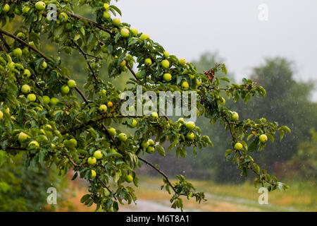 Mele Verdi nel giardino dopo la pioggia. Foto Stock