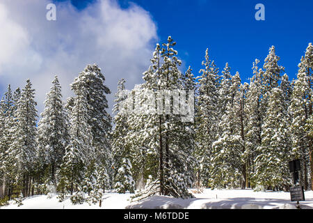 Coperta di neve alberi in foresta con cielo blu sullo sfondo Foto Stock