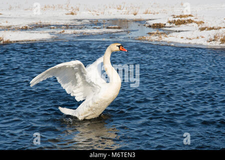 Il cigno galleggia in acqua ghiacciata con ghiaccio Foto Stock