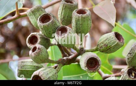 Bella vista dettagliata di eucalipto calophylla dadi di gomma dopo fiore Foto Stock