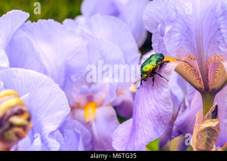 Rose (Chafer Cetonia aurata) nectaring su un fiore. Foto Stock
