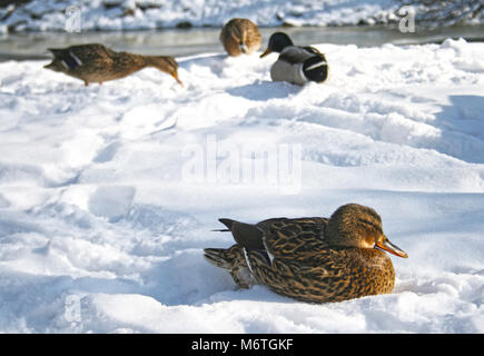 Femmina Mallard duck appoggiata nella neve sulla sponda di un fiume di Vilnius, Lituania Foto Stock