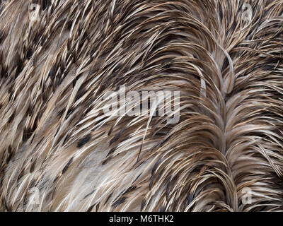 L'Uem Dromaius novaehollandiae mostra piumaggio dettaglio Foto Stock