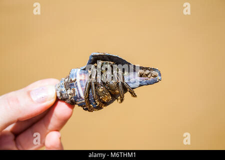 Una persona in possesso di un marrone granchio eremita in una conchiglia blu Foto Stock