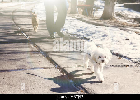 Cane di razza Maltese giro a piedi del cane al guinzaglio nel parco in una giornata di sole. Foto Stock
