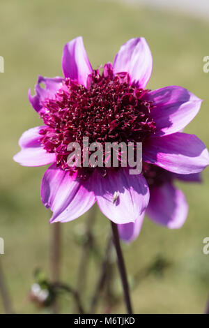 'Blue Bayou' Anemone Dahlia Fiore, Anemondahlia (Dahlia x Pinnata) Foto Stock