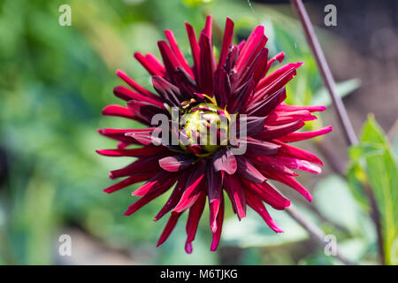 "Chat Noir " Semi-Cactus dalia, Semi kaktus dahlia (Dahlia x Pinnata) Foto Stock