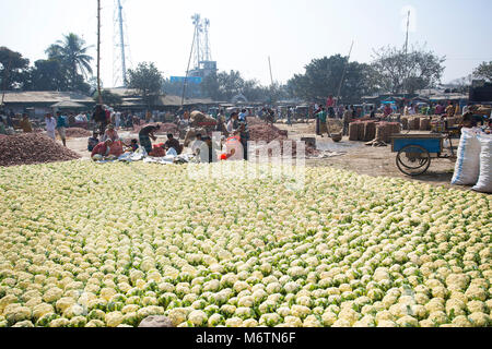 Un sacco di cavolfiori per mahasthan hat (fornitore del popolare mercato), Bogra distretto, Bangladesh. Foto Stock