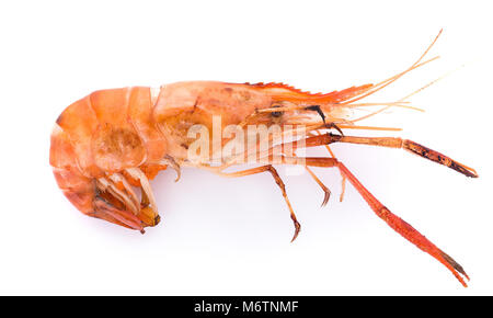 Grigliata di gamberi di fiume isolati su sfondo bianco, gamberi Foto Stock