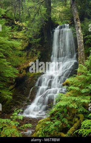 Affluente cade (cascata su un tributario senza nome di Hemlock Creek), su la cicuta Creek Trail #1505, Umpqua National Forest, Oregon. Affluente cade (cascata su un tributario senza nome di Hemlock Creek), su la cicuta Creek Trail #1505, Umpqua National Forest, Oregon.
