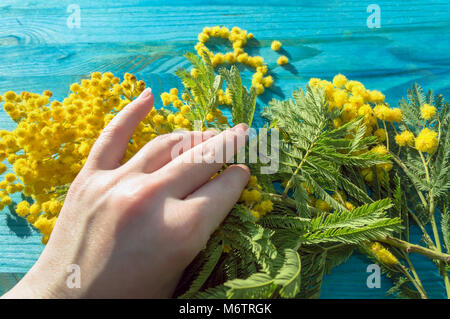 Womans mano che regge il ramo di mimosa fiori con blu sullo sfondo di legno Foto Stock
