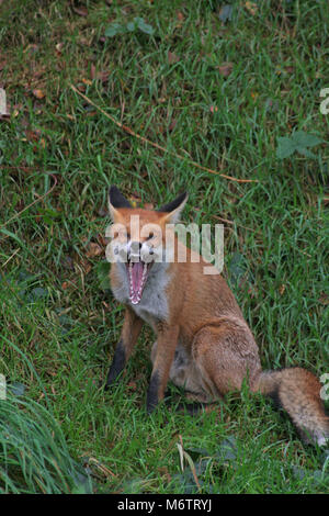 La volpe rossa, Vulpes vulpes, è quintessenza Inglese Foto Stock