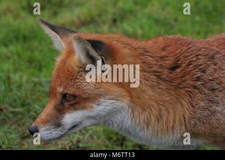 La volpe rossa, Vulpes vulpes, è quintessenza Inglese Foto Stock