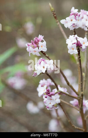 Daphne bholua 'Jacqueline postill'. Carta nepalese impianto Foto Stock