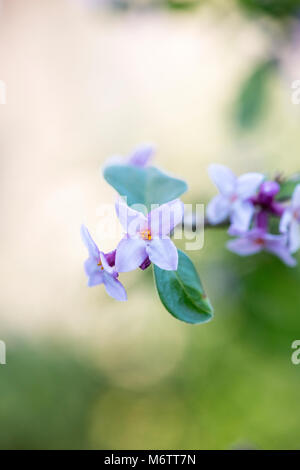 Daphne bholua 'Peter smithers'. Carta nepalese impianto Foto Stock