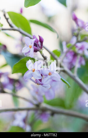 Daphne bholua 'Peter smithers'. Carta nepalese impianto Foto Stock