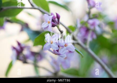 Daphne bholua 'Peter smithers'. Carta nepalese impianto Foto Stock