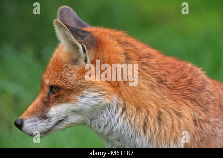 La volpe rossa, Vulpes vulpes, è quintessenza Inglese Foto Stock