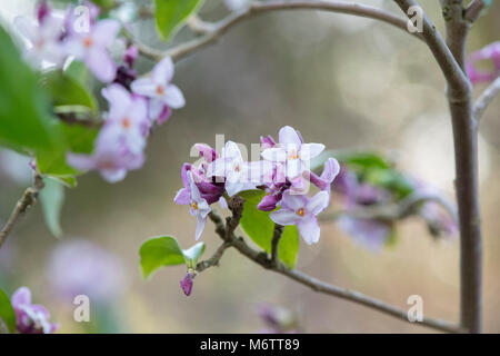 Daphne bholua 'Peter smithers'. Carta nepalese impianto Foto Stock