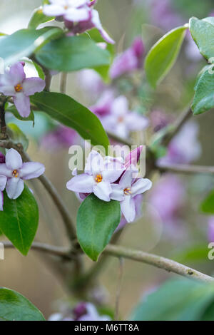 Daphne bholua 'Peter smithers'. Carta nepalese impianto Foto Stock