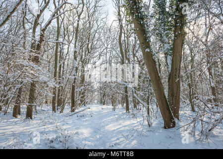 Inverno nevicata porta alla rurali Lincolnshire campagna nei pressi di Bourne. Prese durante il tempo freddo chiamato anteriore Bestia da est Foto Stock