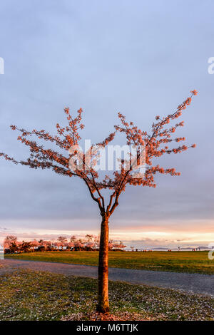 Fioritura di ciliegio in piedi da solo in un parco, illuminate dalla luce del sole di setting contro uno sfondo di prato verde, montagne, oceano e cielo blu Foto Stock