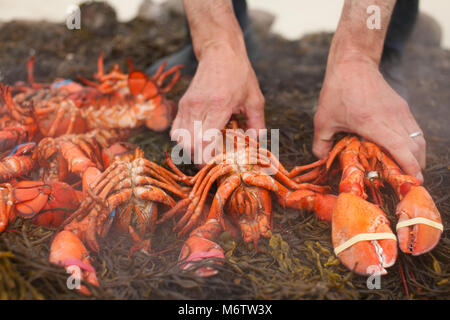 Uno chef che rimuove le aragoste da un letto di alghe dopo che essi sono stati cotti in un tradizionale New England astice e vongole cuocere sulla spiaggia di Cape Cod Foto Stock