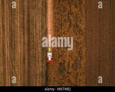 Il mais raccolto di mais, veduta aerea della mietitrebbia sul lavoro mature mais campo da fuco pov Foto Stock