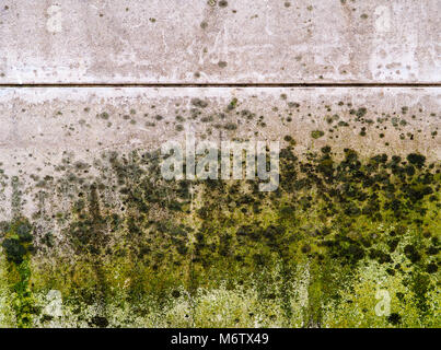 Stampo fittamente copre una parete. Foto Stock