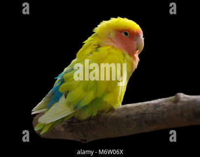 Lutino Lovebird (Agapornis roseicollis) - Peach-Faced Lovebird variante Foto Stock