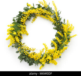 Ghirlanda di mimosa isolati su sfondo bianco Foto Stock