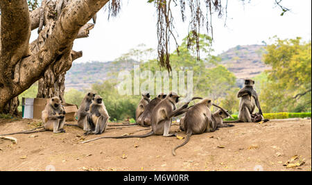 Grigio scimmie langur a Grotte di Ellora in India Foto Stock