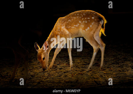 Baby Deer su sfondo scuro Golden cervi accanto a luce dorata sulla scocca Foto Stock