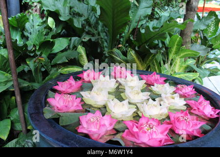 Jim Thompson House e giardini a Bangkok, in Thailandia. Architettura tradizionale thailandese. Foto Stock