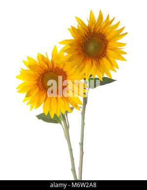 Due Girasoli isolato su uno sfondo bianco. Foto Stock