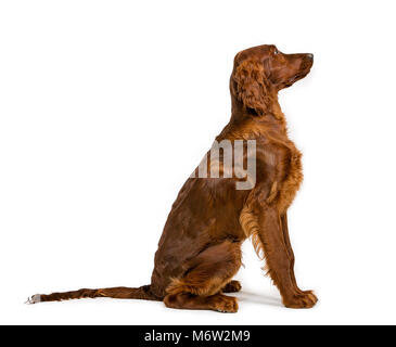 Quattro mesi rosso Irlandese Setter seduto Foto Stock