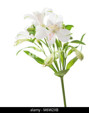 Alstroemeria bianca isolata su sfondo bianco. Foto Stock