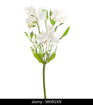 Alstroemeria bianca isolata su sfondo bianco. Focus sul fiore centrale. Foto Stock