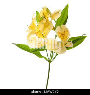 Alstroemeria giallo isolato su sfondo bianco. Foto Stock