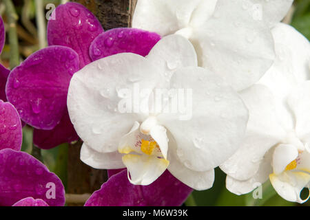 Bianco e viola Phalaenopsis Moth Orchidee con gocce d'acqua nei Giardini Botanici reali, Peradeniya, Sri Lanka Foto Stock