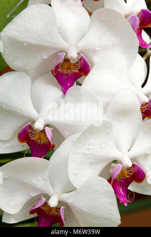 Phalaenopsis Moth Orchid viola bianco con gocce d'acqua nei Royal Botanic Gardens, Peradeniya, Sri Lanka Foto Stock
