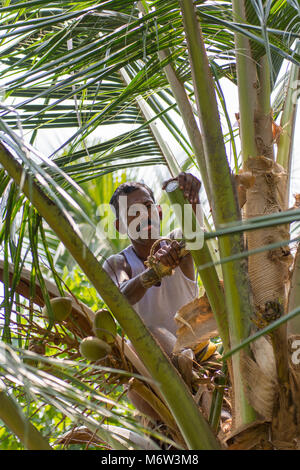 L'uomo indiano che raccoglie sap da gambi di fiore tagliati su palma per fare la bevanda locale Toddy in Kumbalangi Village, Cochin, Kochi, India Foto Stock