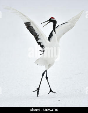 Ballo di gru. Il rosso-Crowned Crane, chiamato anche il giapponese o gru gru Manchurian, è un grande East Asian cr Foto Stock
