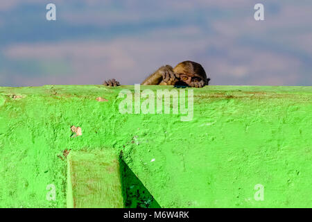 Una scimmia bambino è nascosto dietro e guardando sopra un muro verde Foto Stock