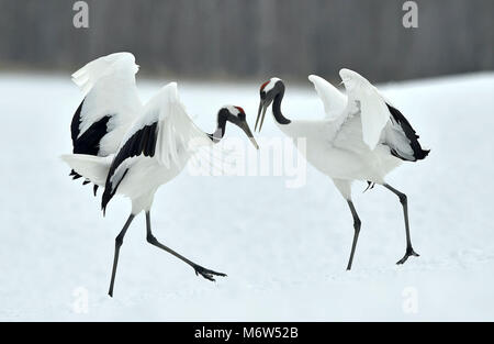 Ballo di gru. Il rosso-Crowned Crane, chiamato anche il giapponese o gru gru Manchurian, è un grande East Asian cr Foto Stock